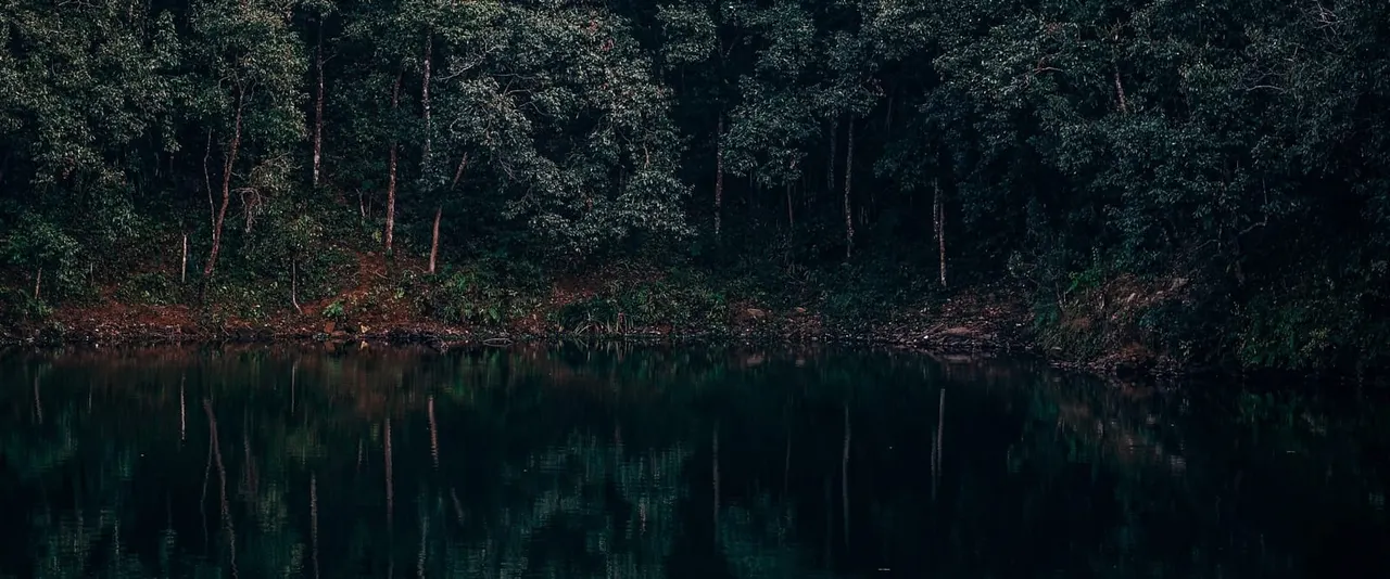 Dense woodland with tall trees reflected in still, dark water below.