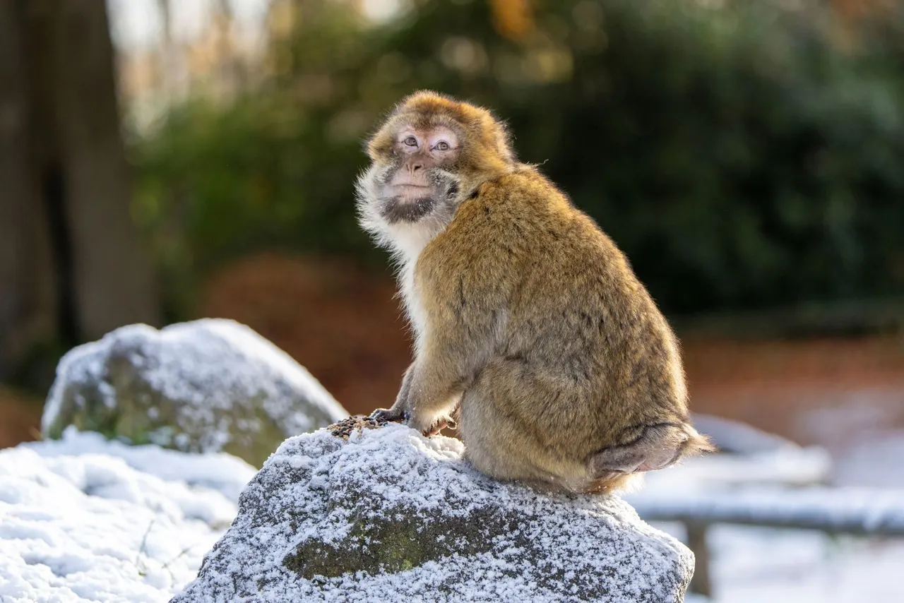 Barbary macaque close-up