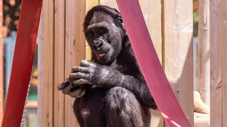 Twycross Zoo