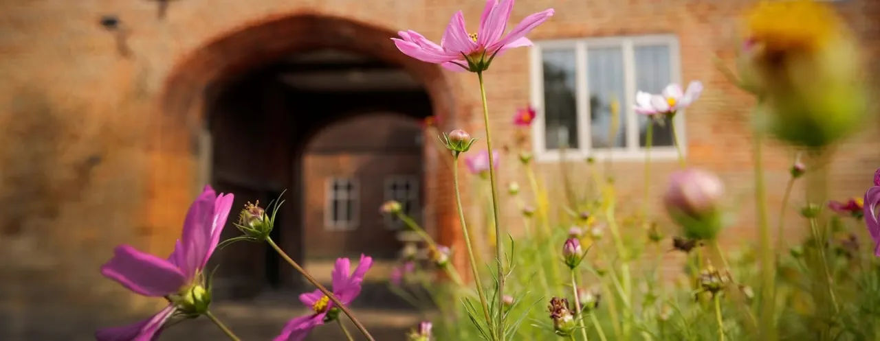 Pink cosmos flowers bloom in a garden bed in front of a brick building with arched entrance and windows.