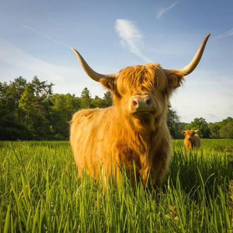 Long-haired cattle with long horns grazing in a green pasture under blue sky.
