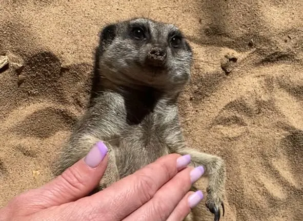 A meerkat stands on sandy ground with a person's hand reaching towards it.