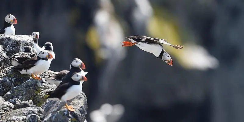 A puffin in flight approaches a group of puffins perched on a rocky cliff edge.