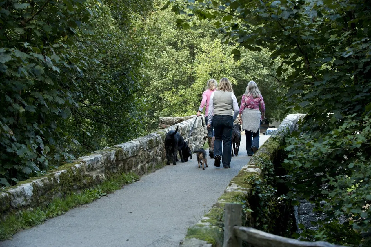 Three women walking dogs along a tree-lined stone-walled pathway in woodland.