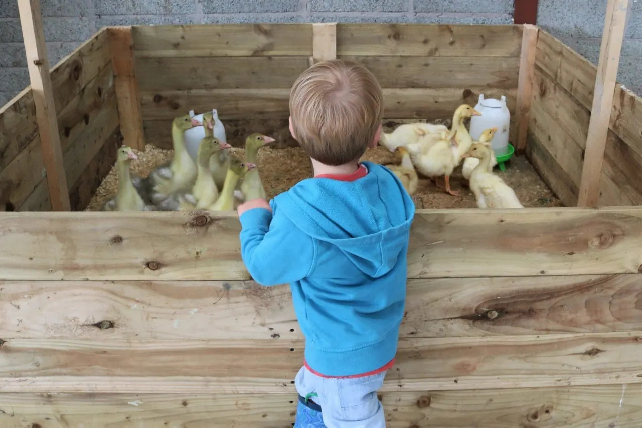 Young child in blue hoodie looking down at ducklings in a wooden pen filled with straw.