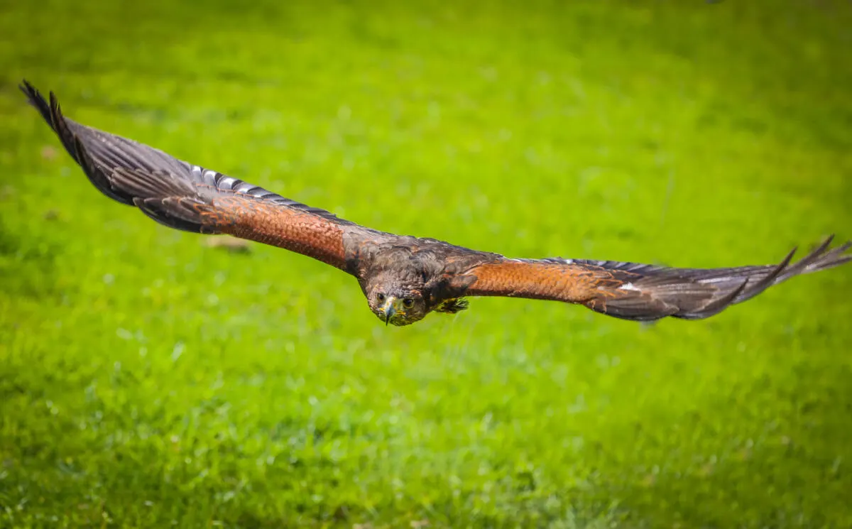 A bird of prey in flight with wings outstretched against a bright green background.