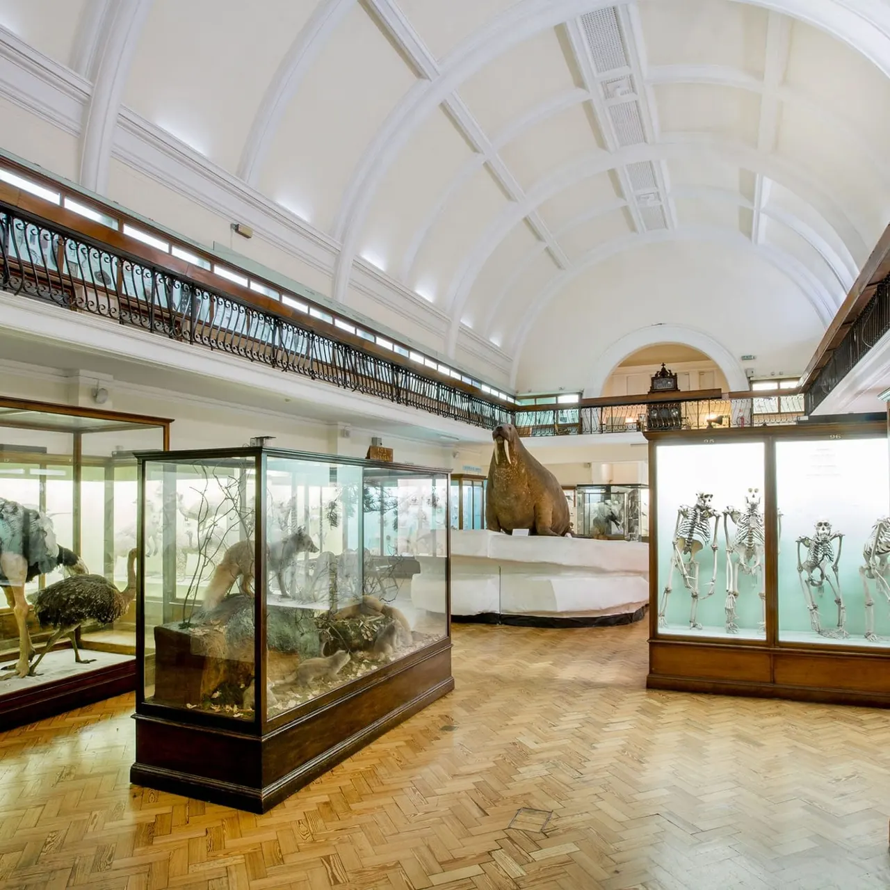 Museum gallery with glass display cases containing taxidermied animals and skeletons beneath a vaulted ceiling with skylights.