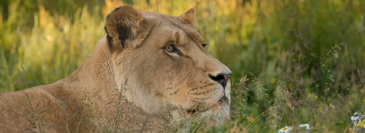A lioness rests in grassland with wildflowers, gazing to the side.