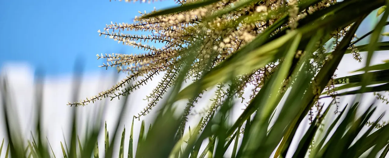 Close-up of ornamental grasses with delicate flowering heads against a clear blue sky.