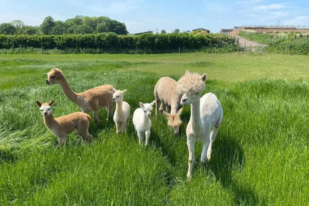 A herd of alpacas and llamas grazing in a green pasture with rural buildings and hedgerows visible in the background.