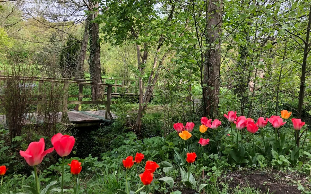 Colourful tulips in shades of red, pink and orange bloom in a woodland garden with a wooden bridge visible among the trees.