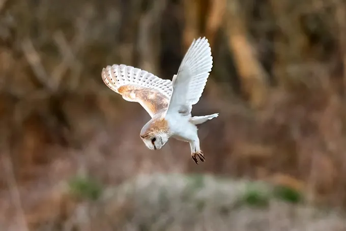 A barn owl in flight with wings spread, diving towards ground with blurred natural background.