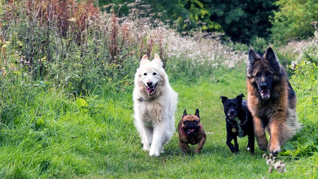 Four dogs of different sizes walking together through a grassy field with overgrown vegetation.