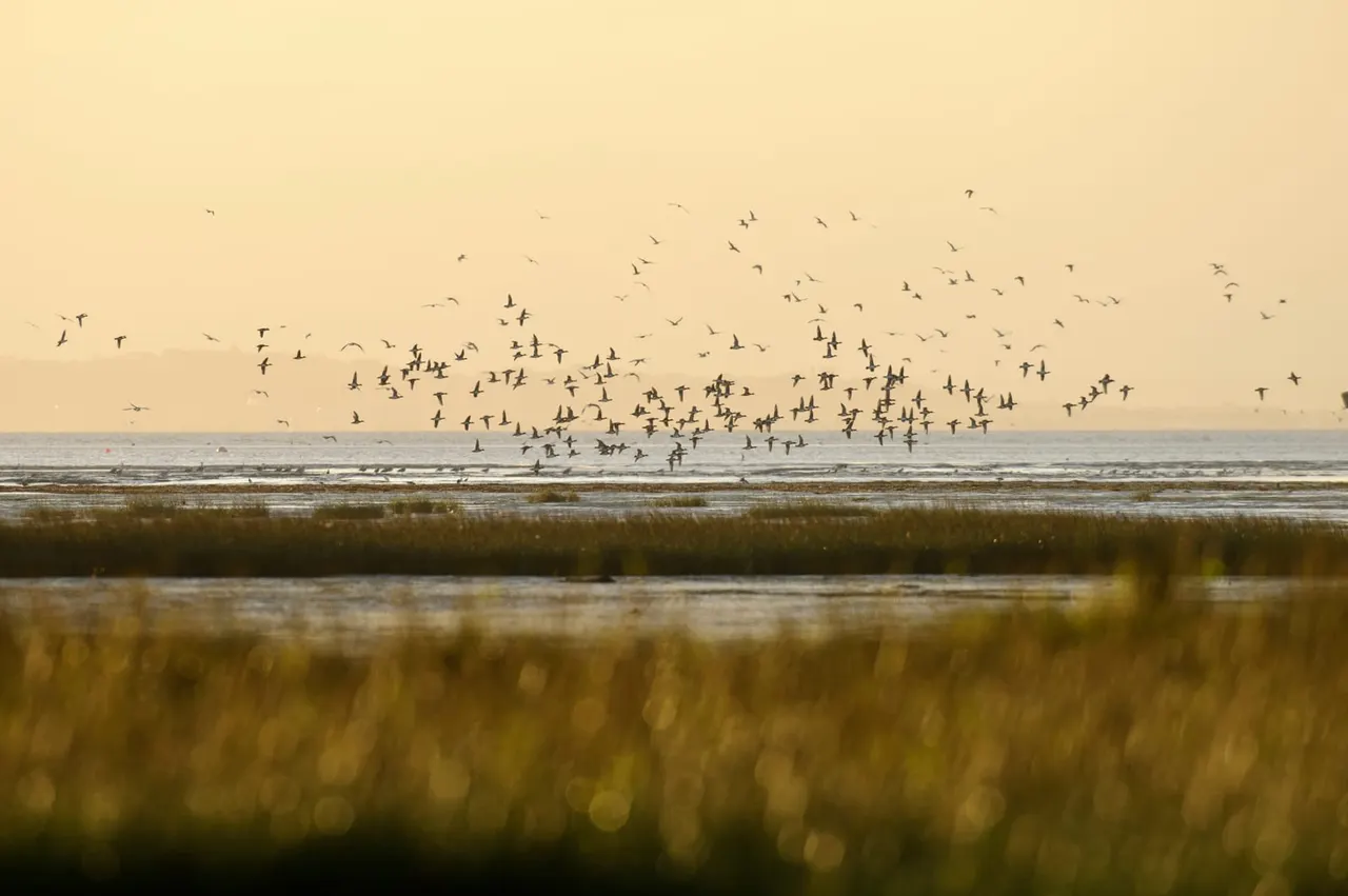 Large flock of birds in flight over water and marshland at dusk or dawn.