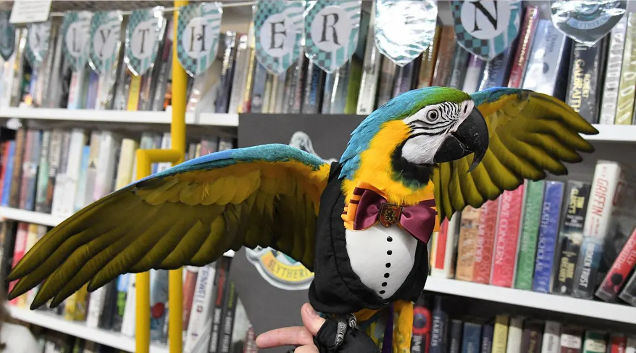 A large colourful parrot puppet wearing formal attire is held in someone's hand in front of library bookshelves.