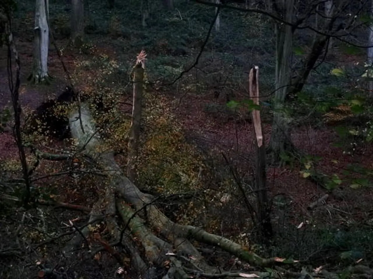 Woodland stream with fallen logs, moss-covered vegetation, and a small pink flower blooming among dense forest undergrowth.