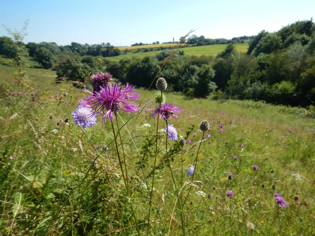 Purple wildflowers bloom in a rolling green meadow with wooded hillsides and fields in the distance under clear sky.