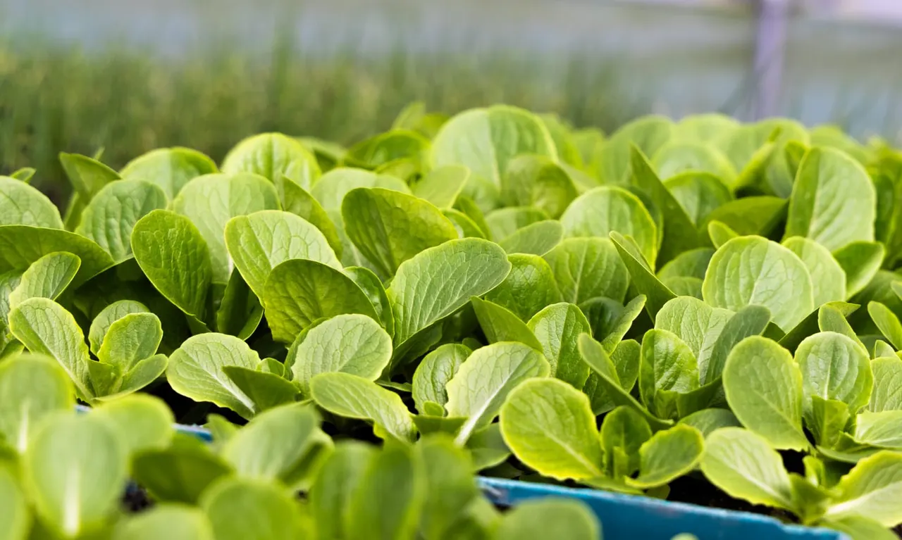 Young seedlings with bright green oval leaves growing in a greenhouse or polytunnel.
