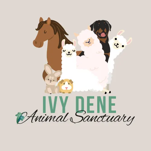 Ivy Dene Alpacas