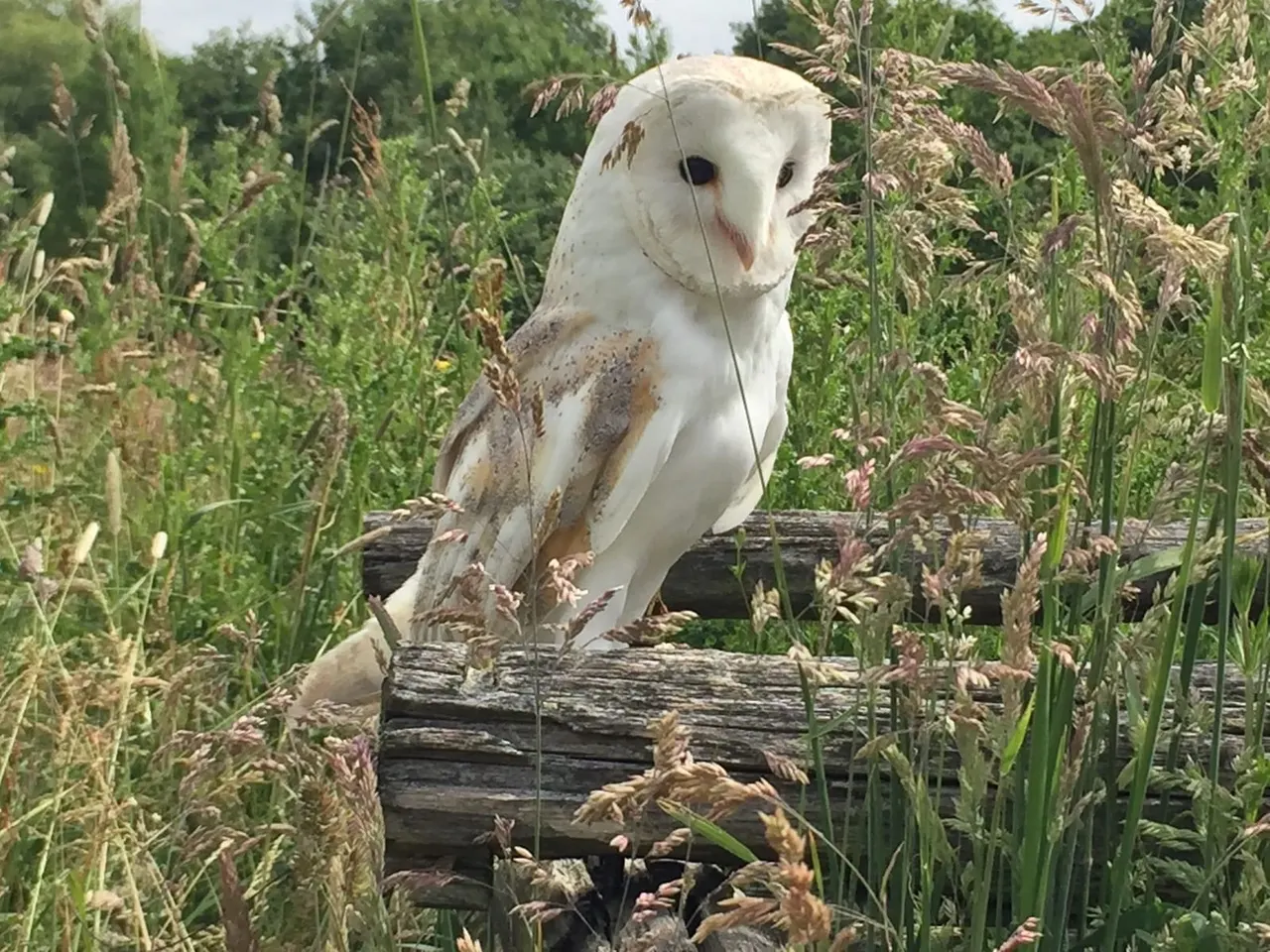 White barn owl perched on a log surrounded by tall grasses and reeds.