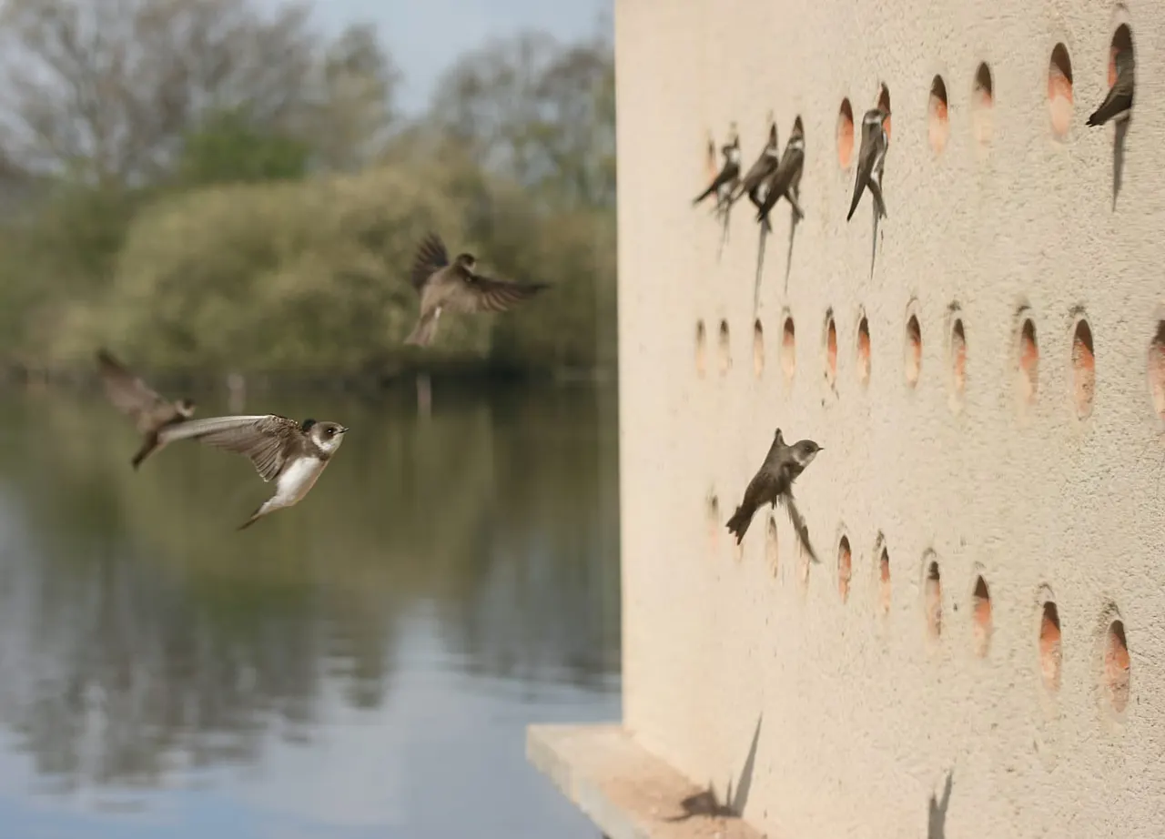 Attenborough Nature Reserve