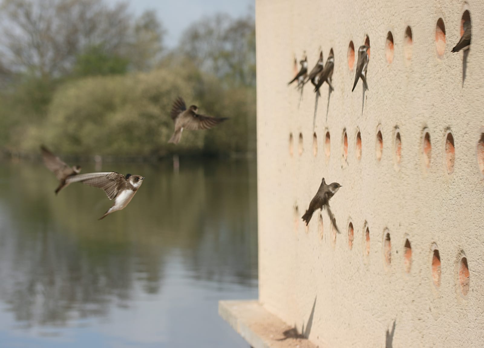 Attenborough Nature Reserve