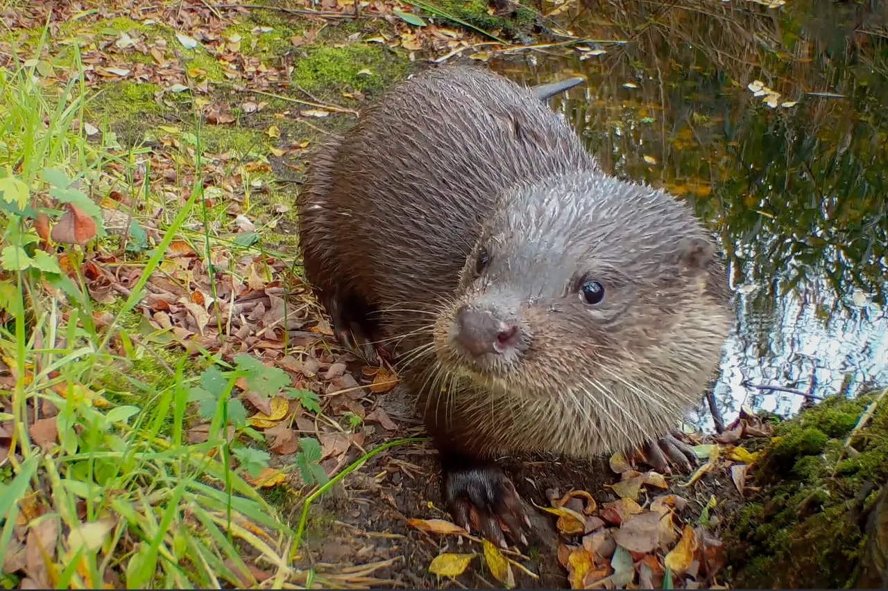 An otter on the bank of a water channel surrounded by fallen leaves and green vegetation.