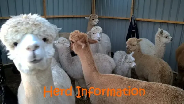 BobCat Alpacas