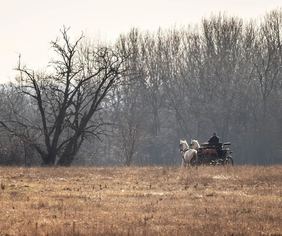 A person drives a horse-drawn cart across a bare autumn field with bare and willow trees in the background.