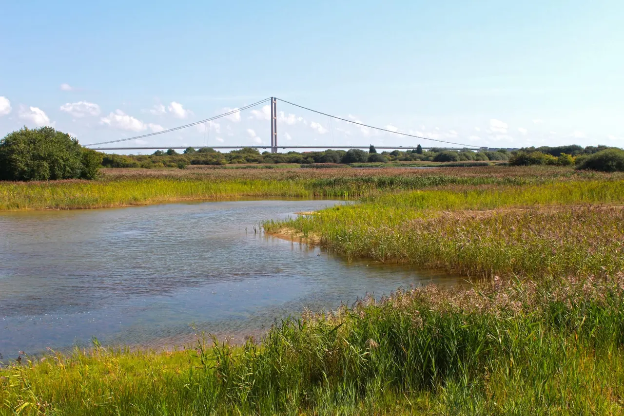 Wetland with reeds and shallow water, suspension bridge spanning a river in the distance under blue sky.