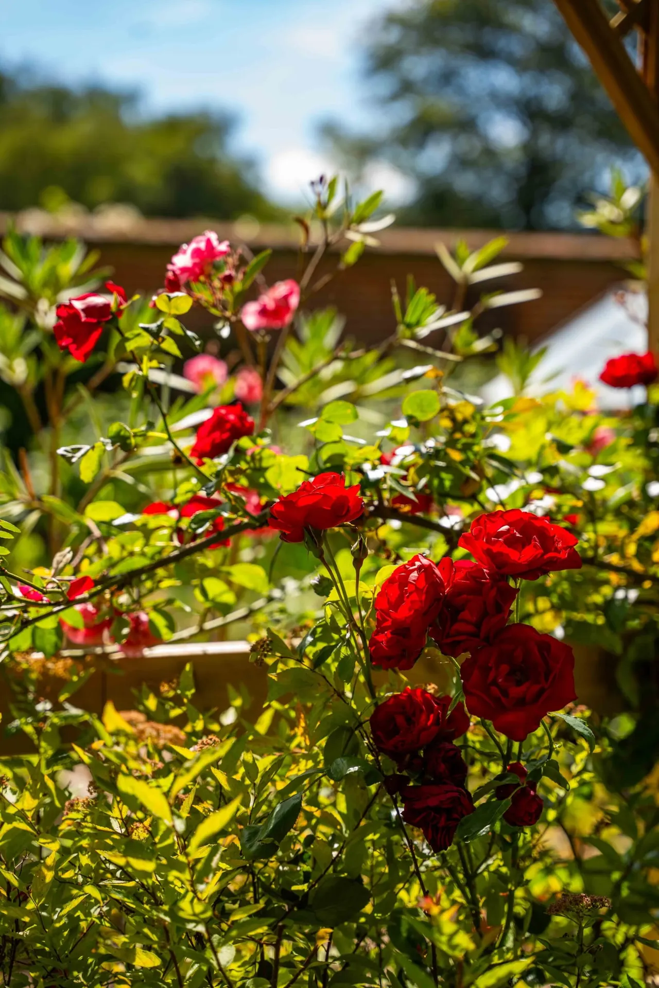 Red roses blooming in a garden with green foliage and trees visible in the background.