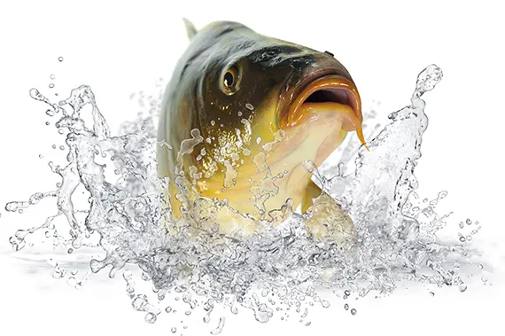 A fish leaping from water with splashes around it against a white background.