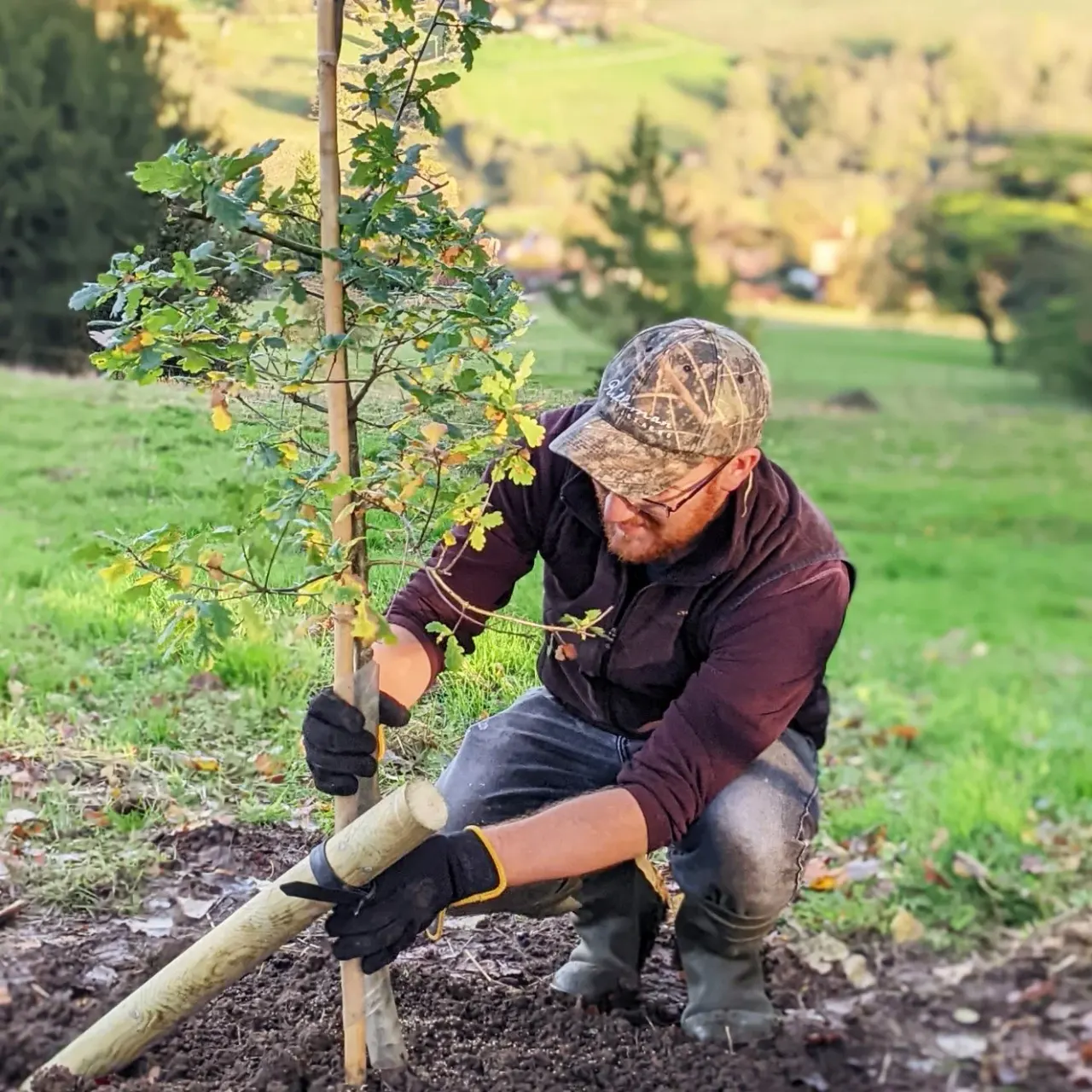 Man crouching while planting a young tree in a garden with rolling countryside in the background.