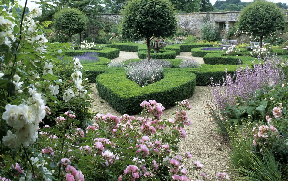 Formal walled garden with clipped hedges, gravel paths, pink and white flowering roses and lavender in bloom.