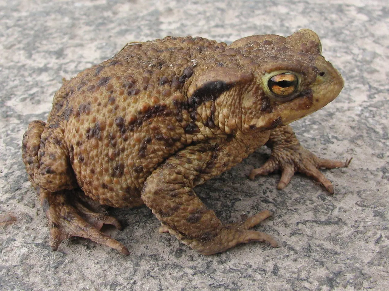A warty brown toad sitting on concrete ground.