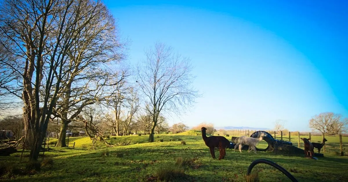 Farm animals grazing in a spacious green paddock with mature trees and countryside views under clear blue sky.