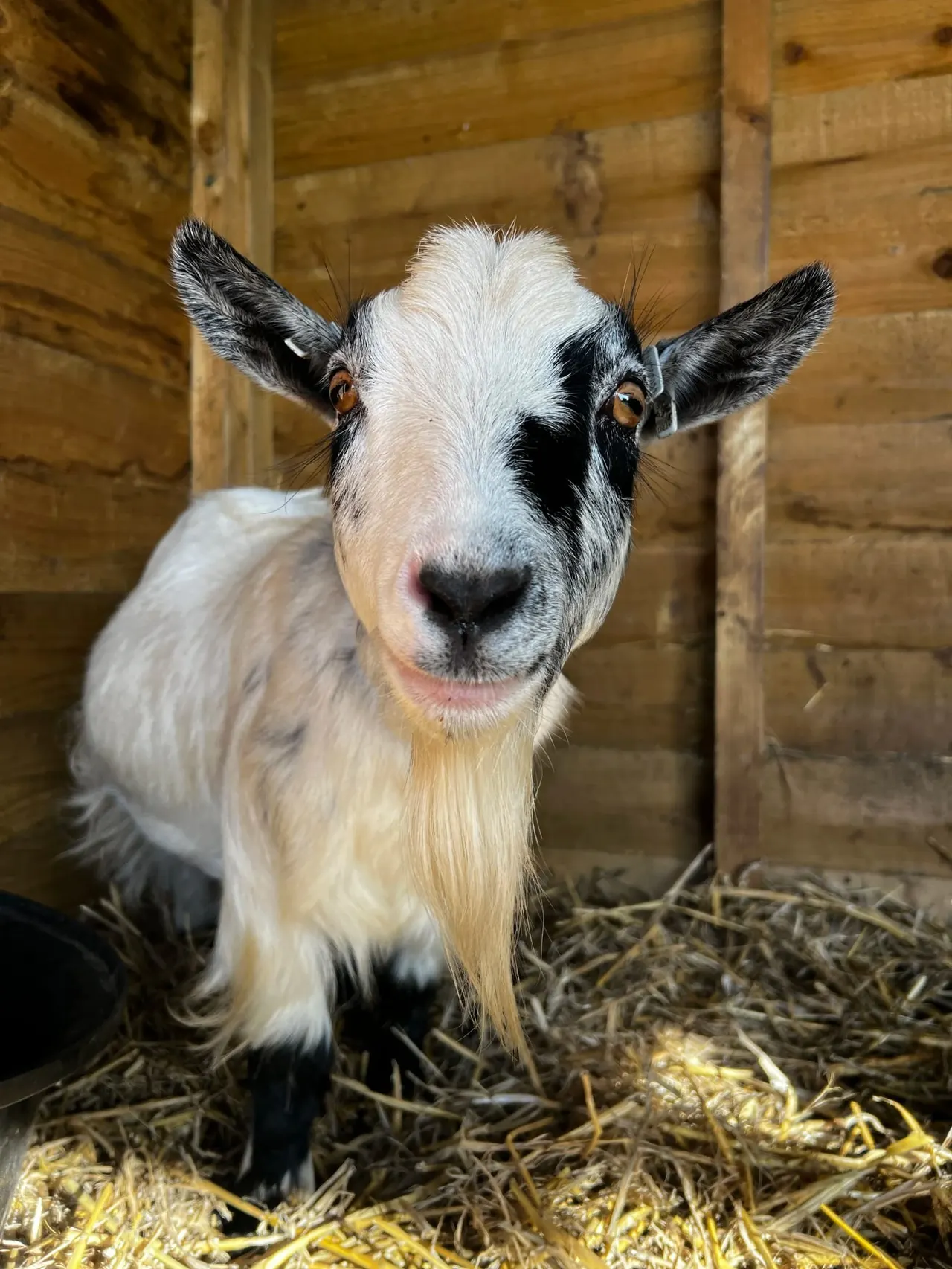 White and black goat with amber eyes standing in wooden barn enclosure with straw.