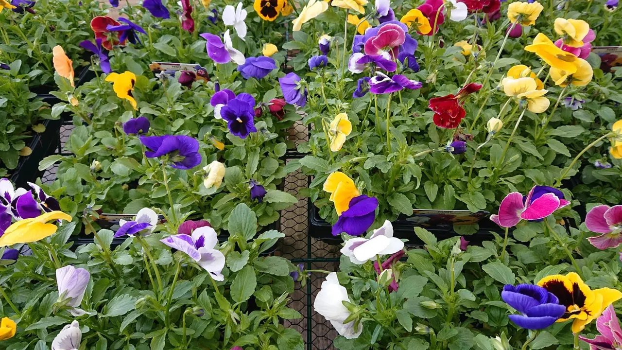 Colourful pansies and violas in shades of purple, yellow, red, pink and white growing in plant trays at a garden centre.