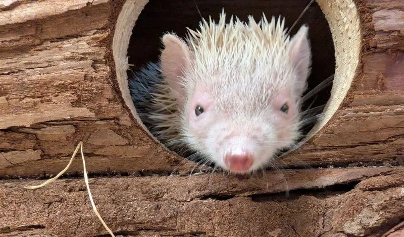 White-furred marsupial poking its head out of a hollow log.