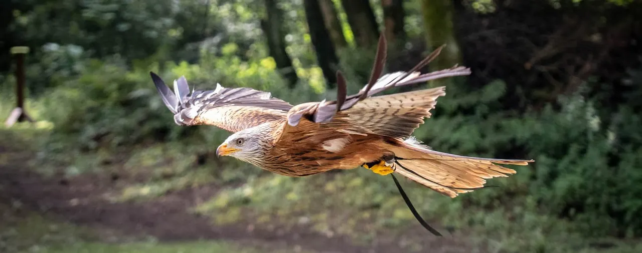 Hawk in flight with wings spread, tethered by a leash, over a wooded background.