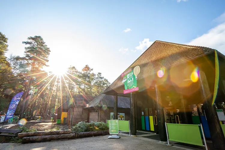 Modern building with green and blue panels set among tall pine trees with bright sunlight streaming through.
