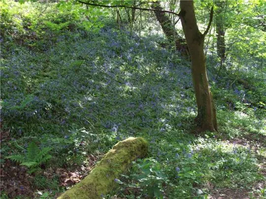 Woodland scene with moss-covered fallen log, bluebells and dense green vegetation beneath mature trees.