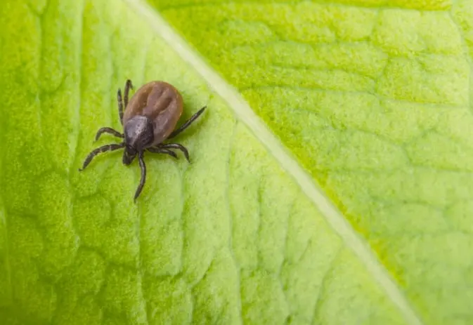 Small tick on a bright green leaf, showing the arachnid's dark body and eight legs.