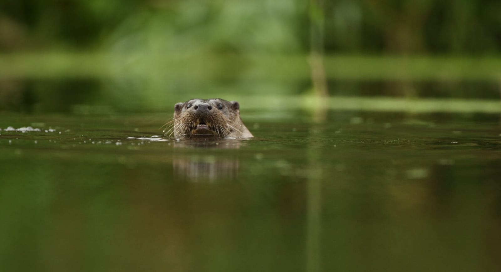 Attenborough Nature Reserve