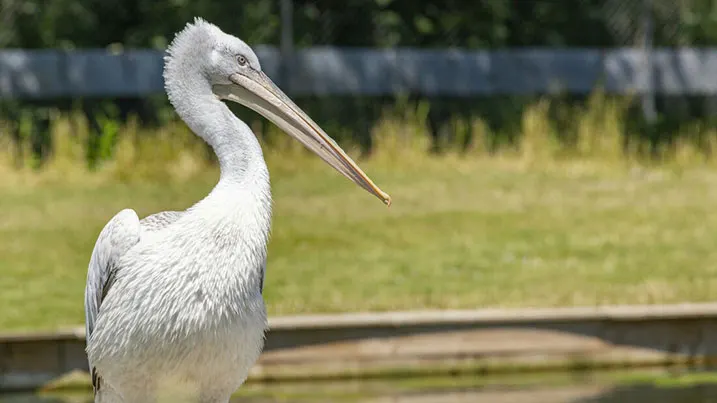 A white pelican stands in profile with its distinctive long bill, beside an outdoor pond enclosure.