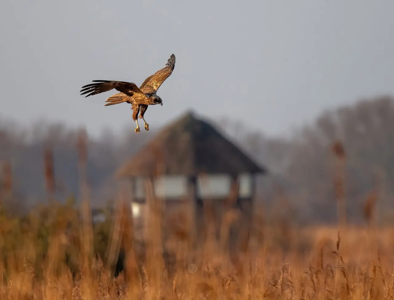 A bird of prey in flight over reedy marshland with a wooden observation tower blurred in the background.