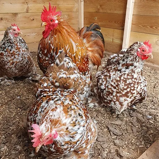 Five chickens with brown and white speckled plumage and pink combs stand in a wooden pen.
