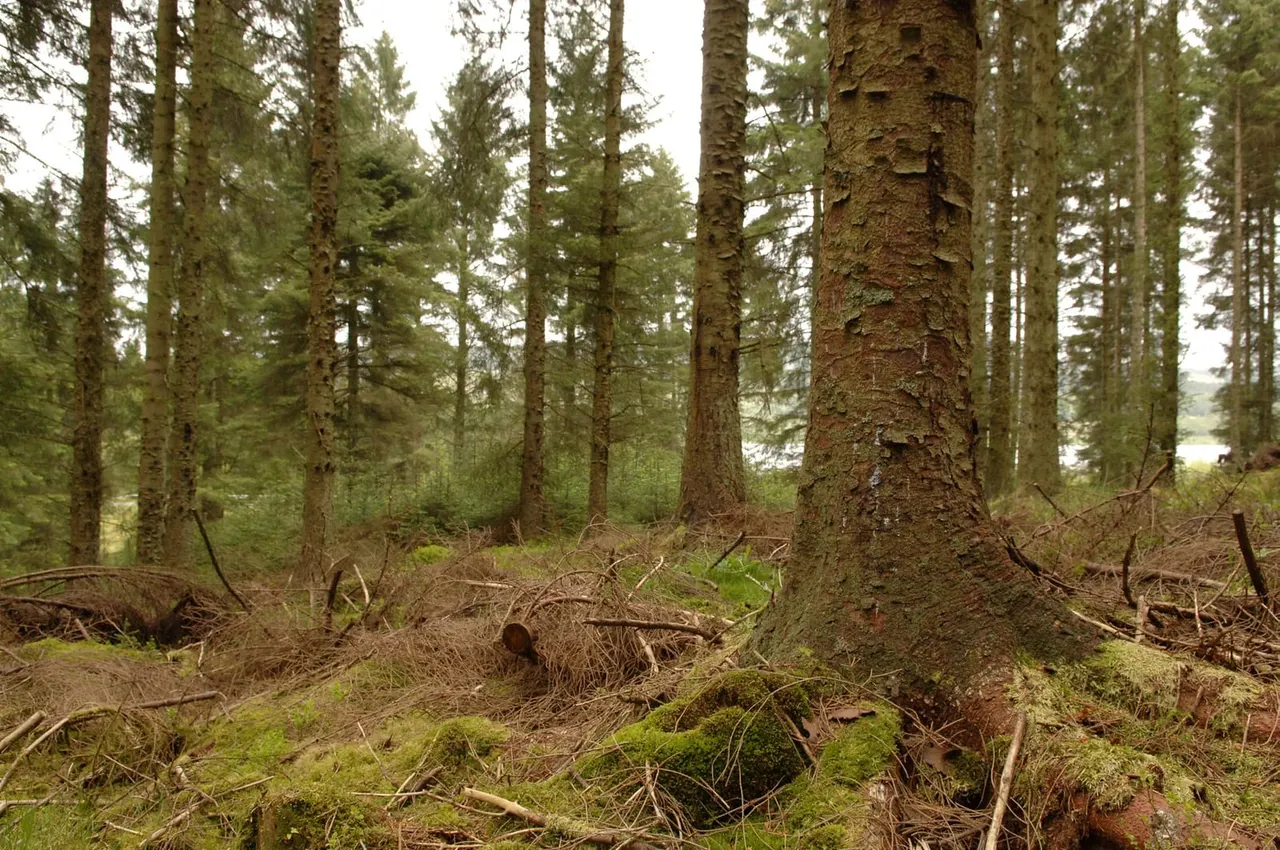 Dense coniferous forest with tall trees, moss-covered ground, fallen branches and logs, with water visible in the distance.