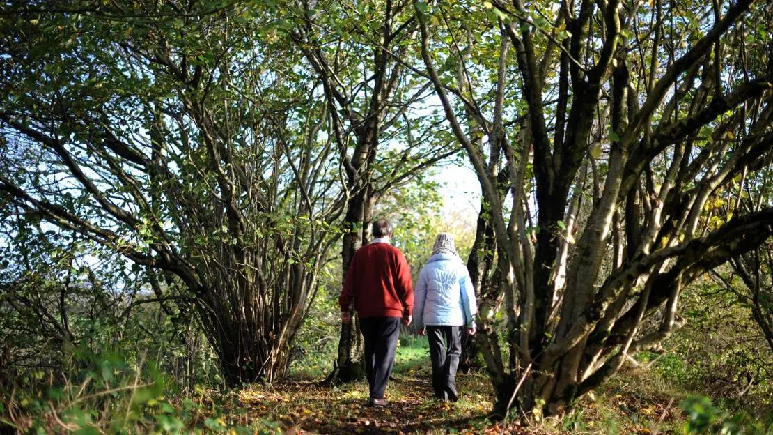 Two people walking along a tree-lined woodland path with dappled sunlight filtering through the canopy.