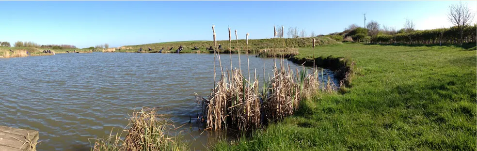Reed beds along the water's edge of a calm lake with green fields and distant hedgerows under clear blue sky.